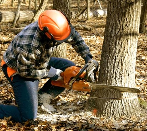 Tree Removal in Point Clear, AL